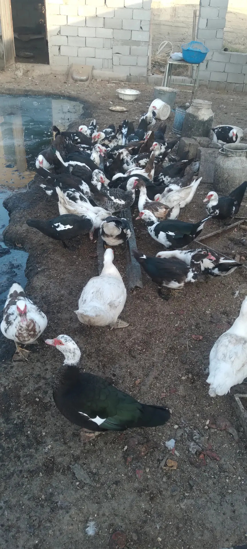 indautga - Gökdepe - img 3