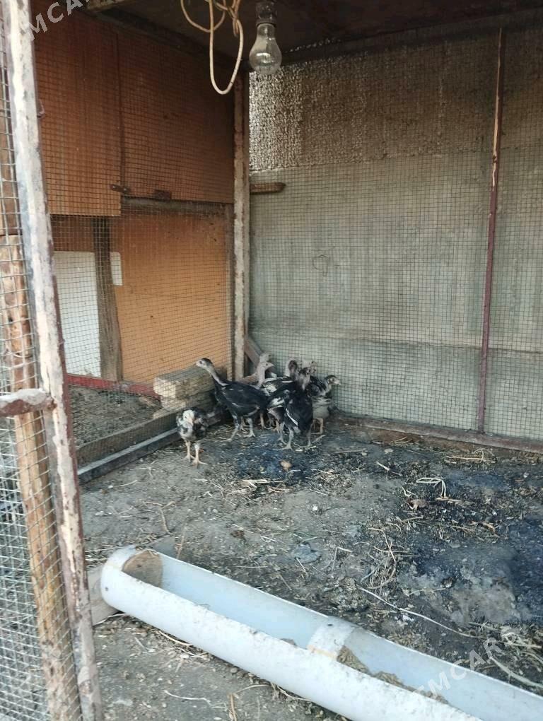 taşkent jüýje - Ашхабад - img 4