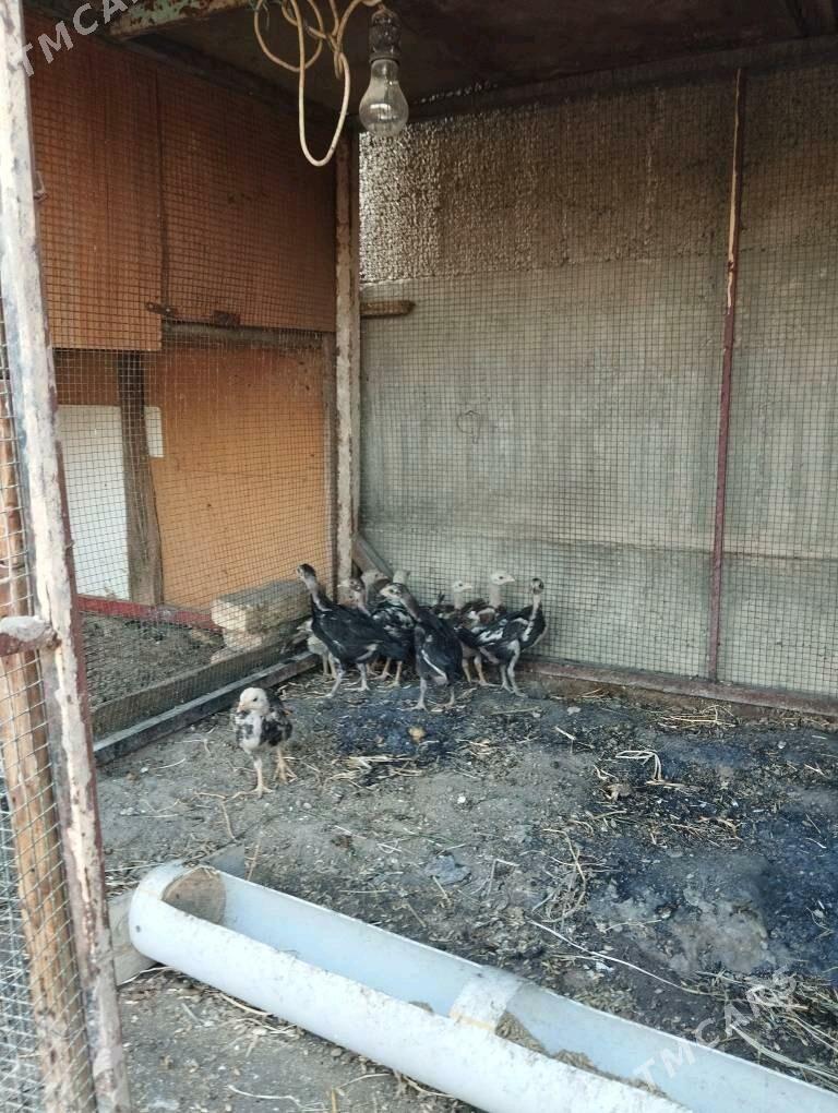 taşkent jüýje - Ашхабад - img 5