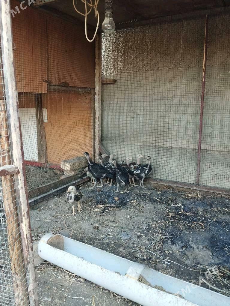 taşkent jüýje - Ашхабад - img 6