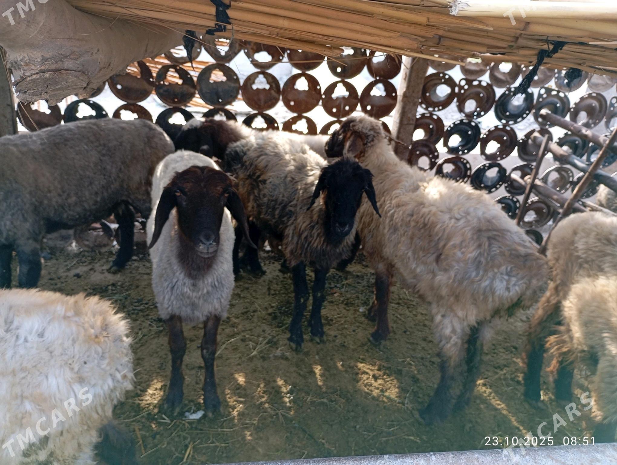 Goýun - Mary - img 1