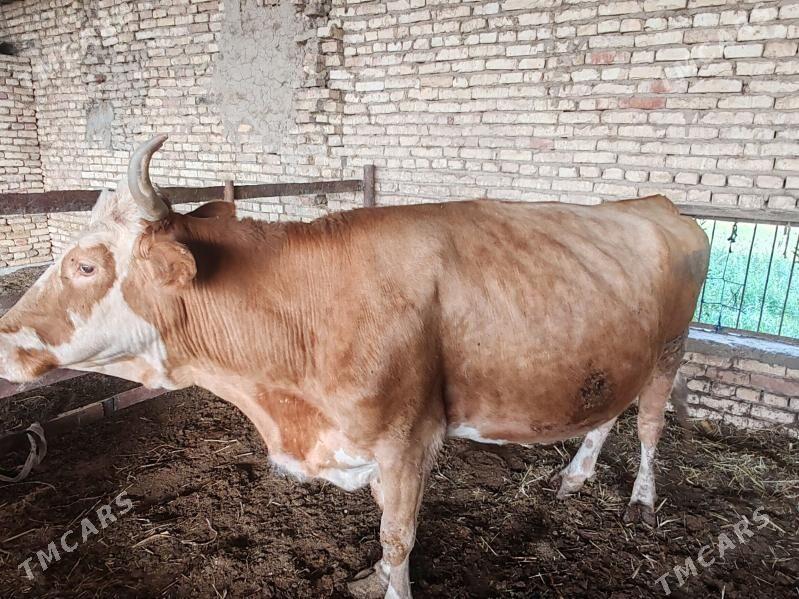 Simental sygyr - Мары - img 2