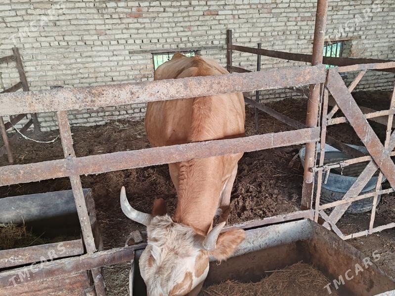 Simental sygyr - Мары - img 3