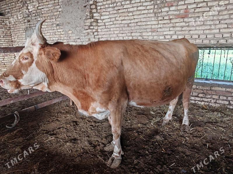 Simental sygyr - Мары - img 5