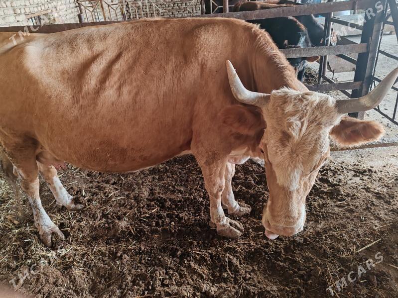 Simental sygyr - Мары - img 1