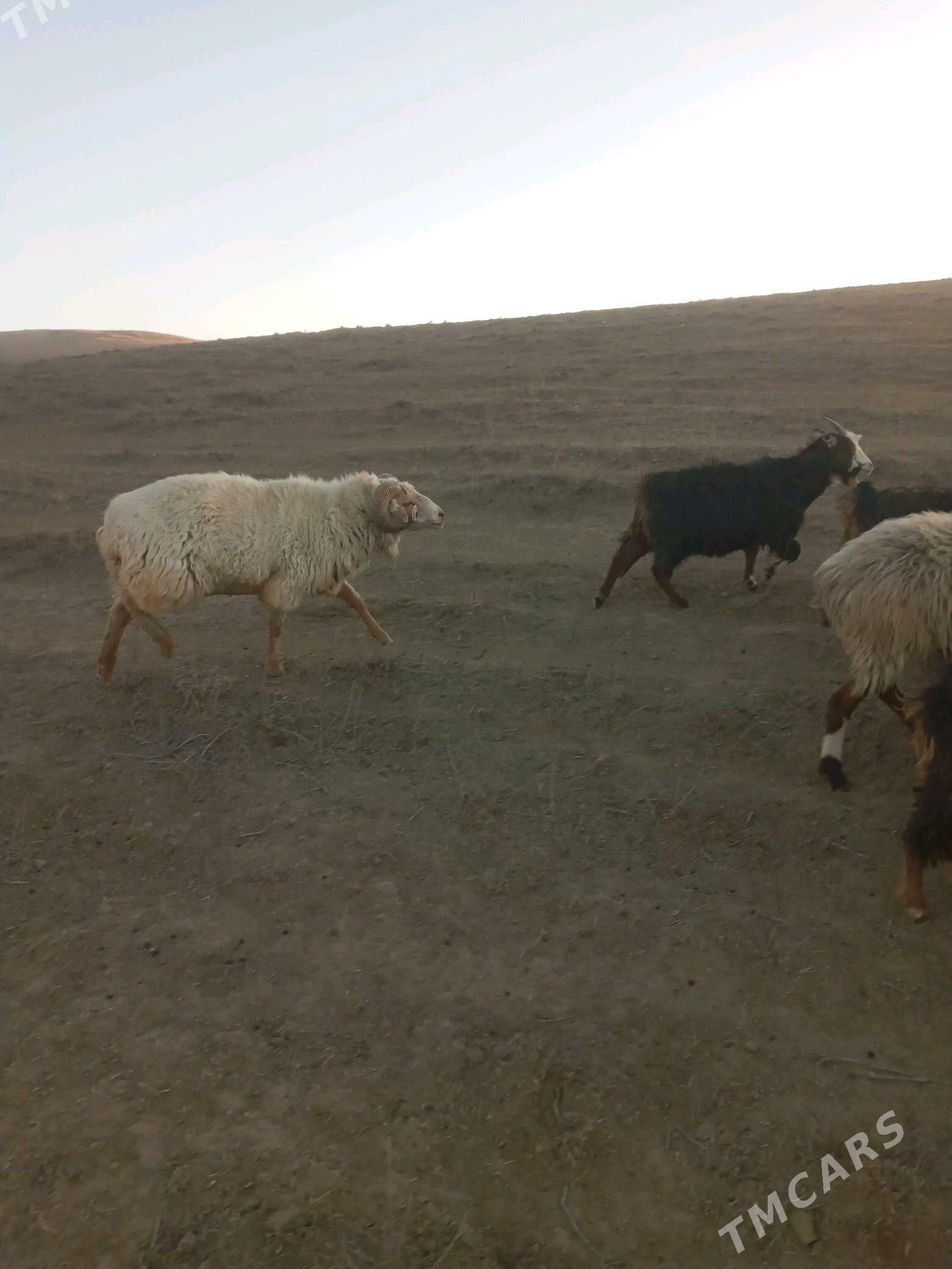 Goç Teke - Бахарден - img 1