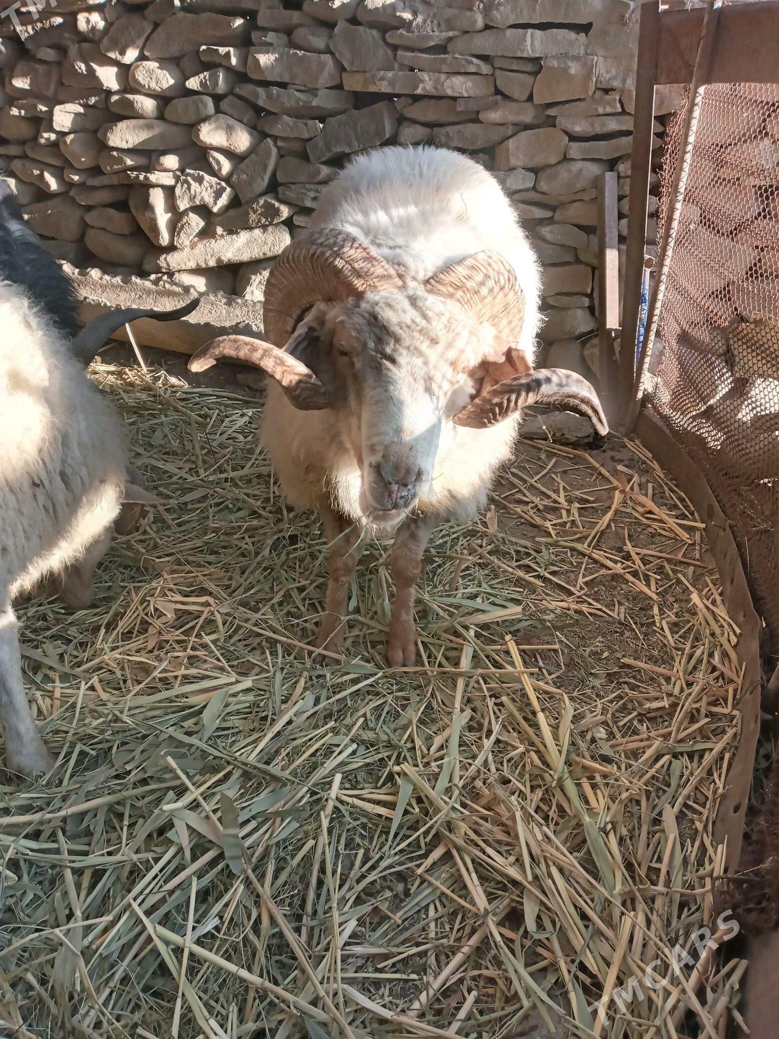 Goç Teke - Бахарден - img 2