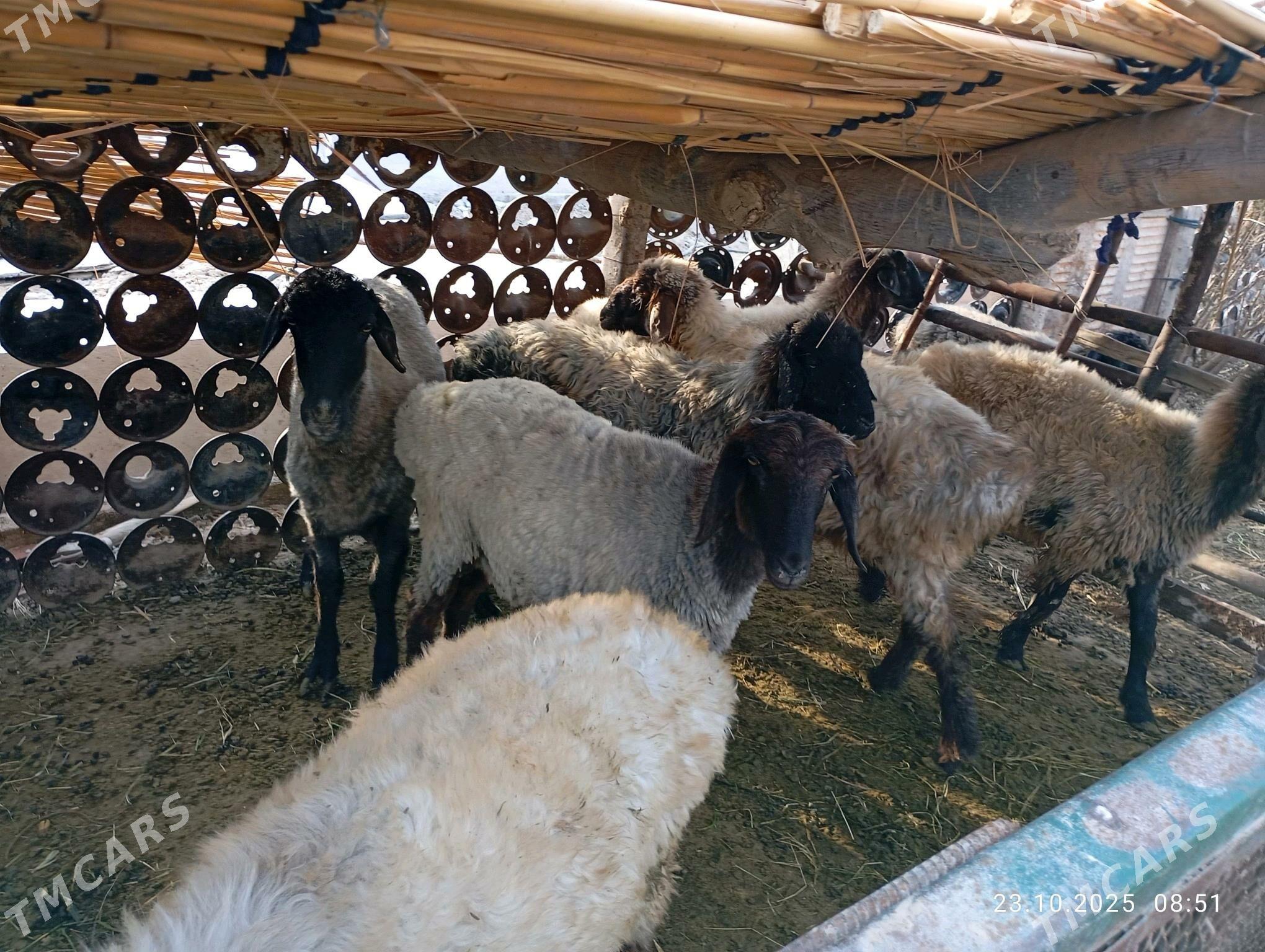 Goýun - Mary - img 2