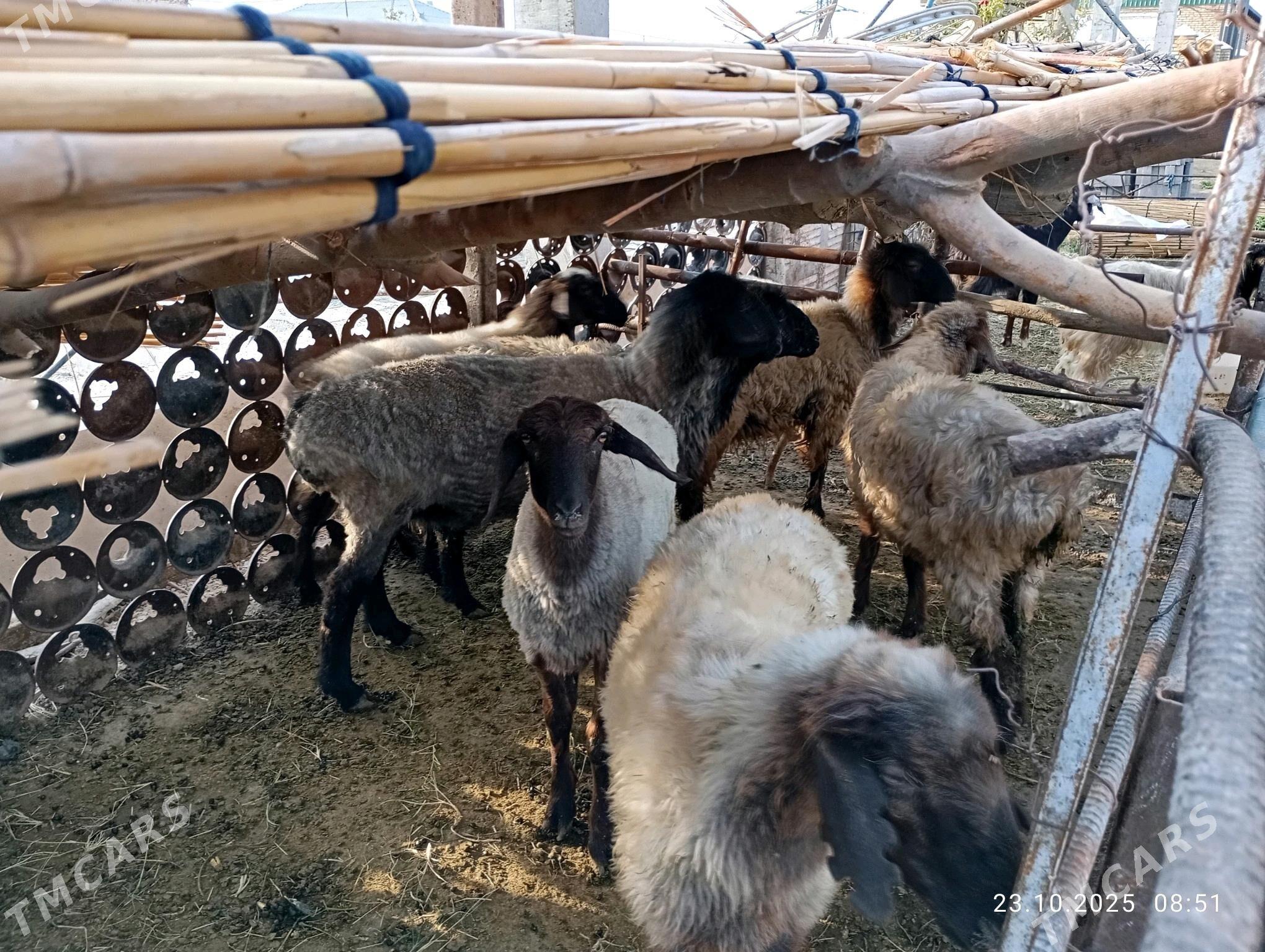 Goýun - Mary - img 3