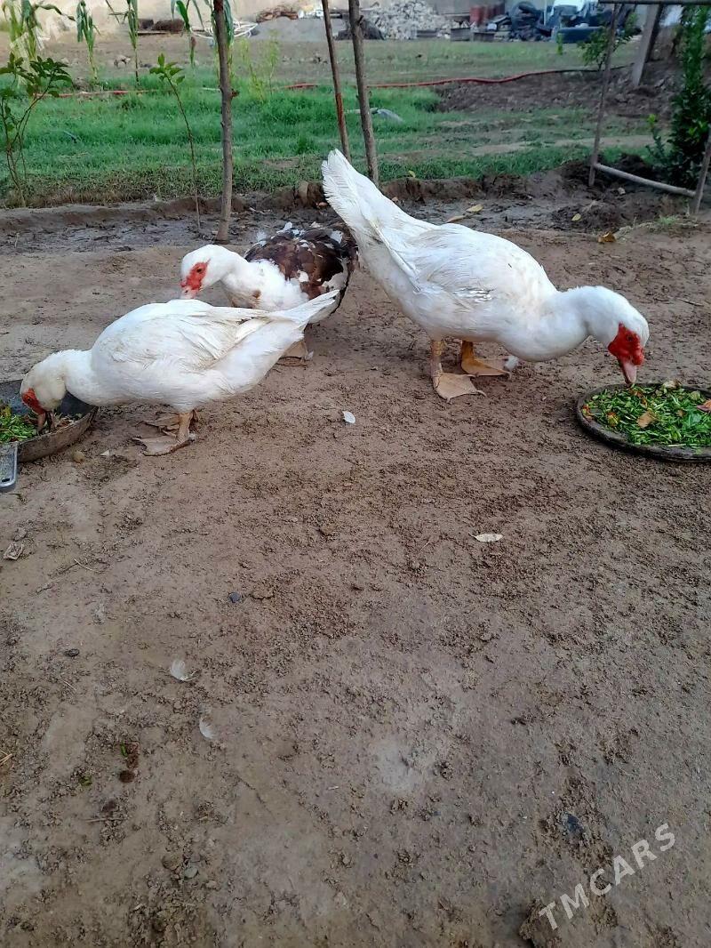 ordek indawutga ýaşyl baş - Кипджак - img 2