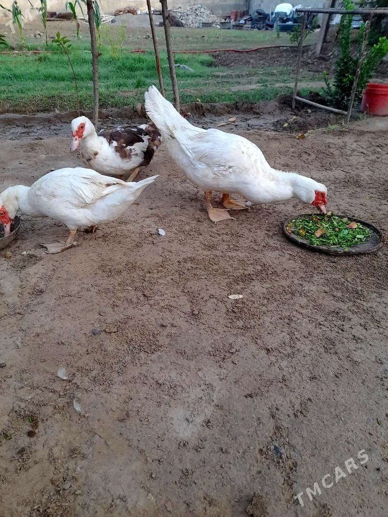 ordek indawutga ýaşyl baş - Кипджак - img 1