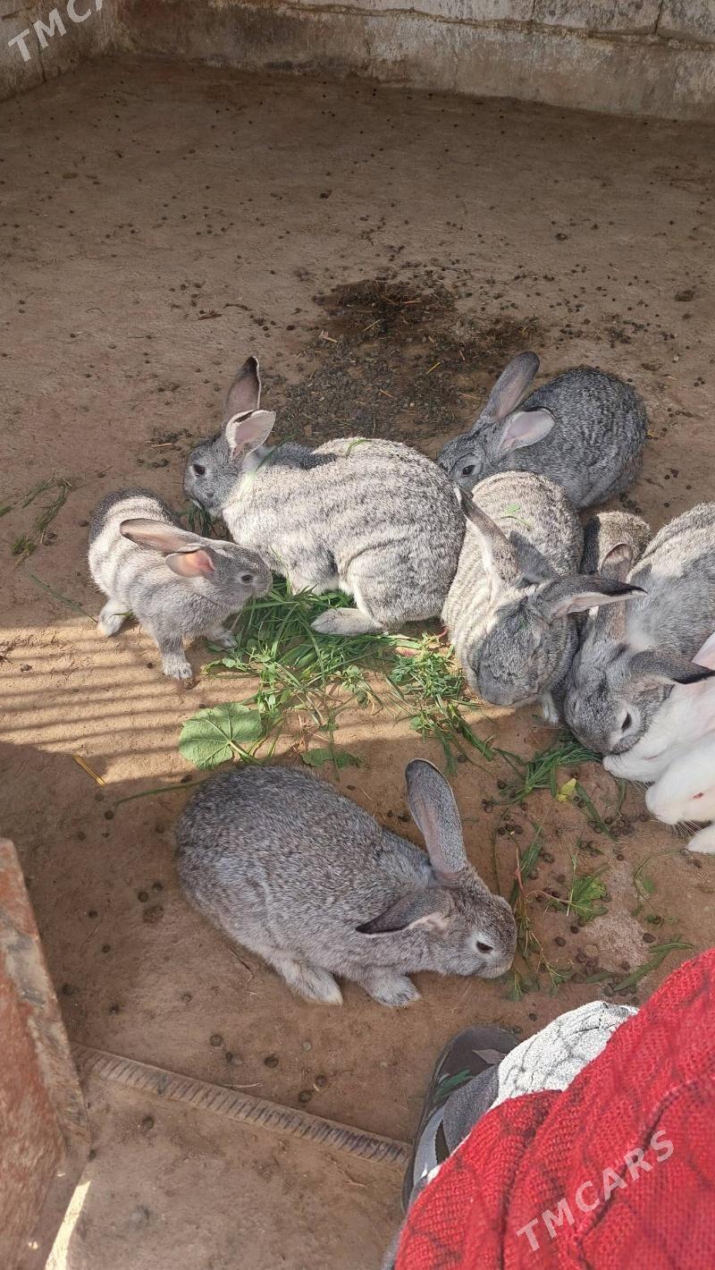 towsan - Кипджак - img 2