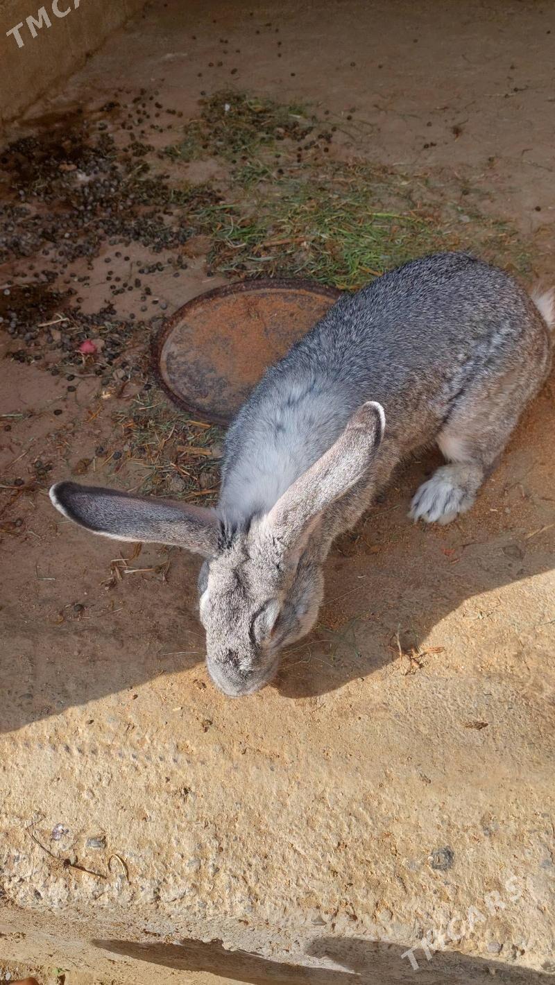 towsan - Кипджак - img 3