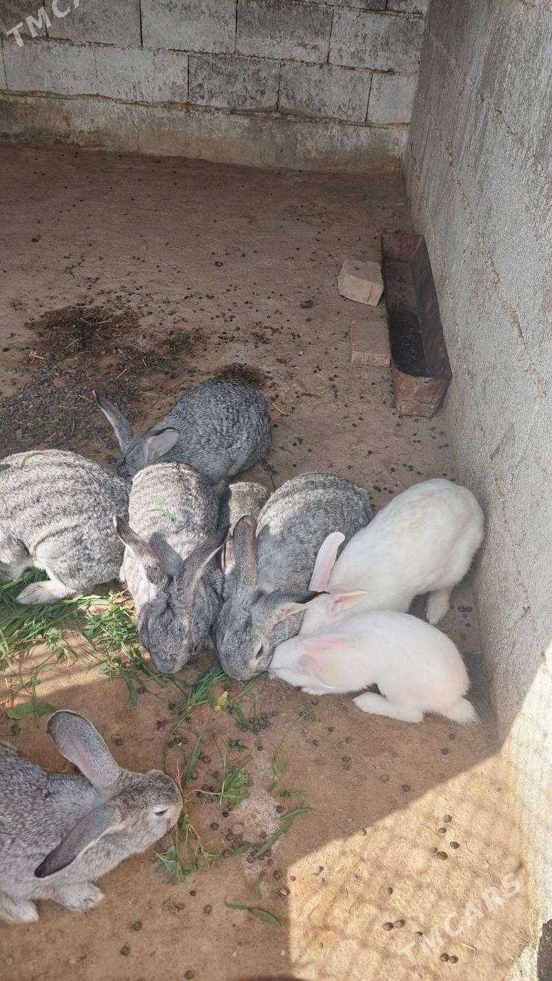 towsan - Кипджак - img 4