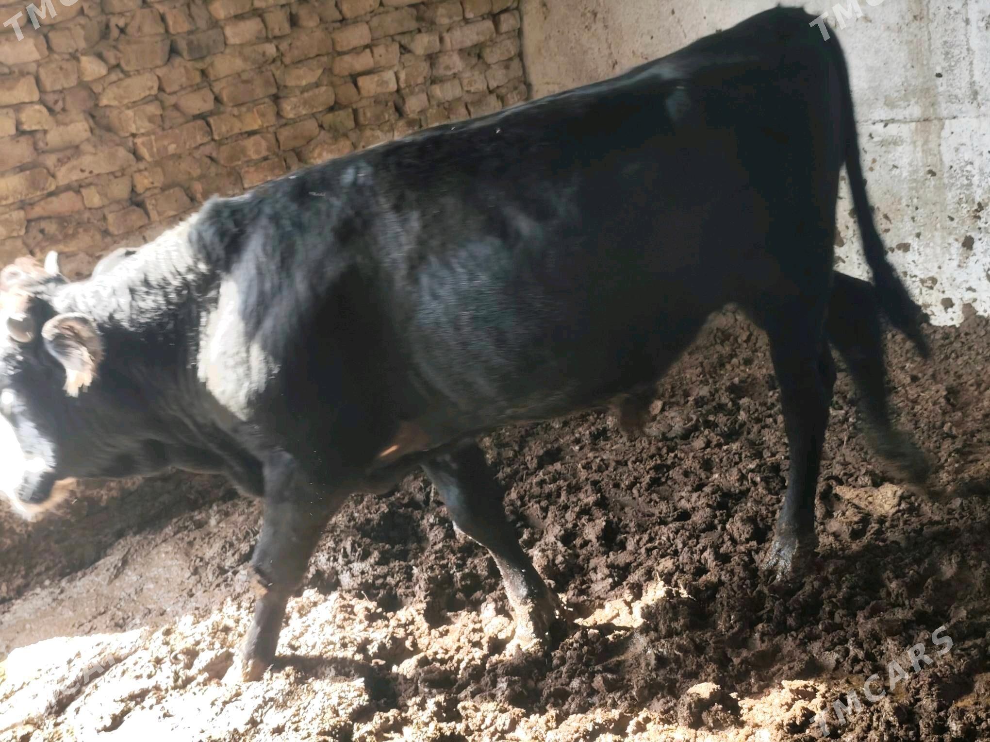 okuz - Aşgabat - img 2