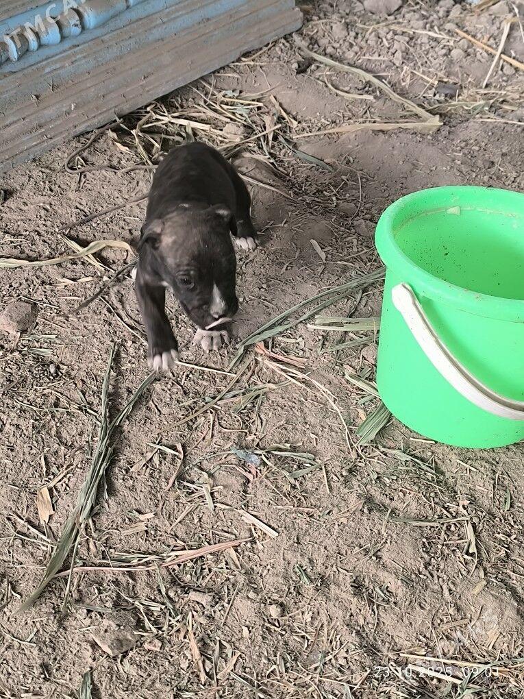 pitbul - Туркменабат - img 2