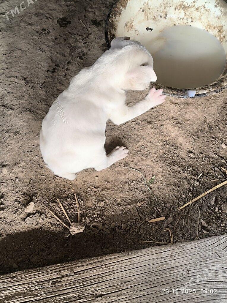 pitbul - Туркменабат - img 4