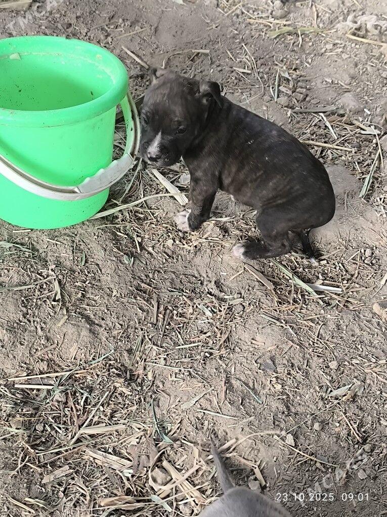 pitbul - Туркменабат - img 3