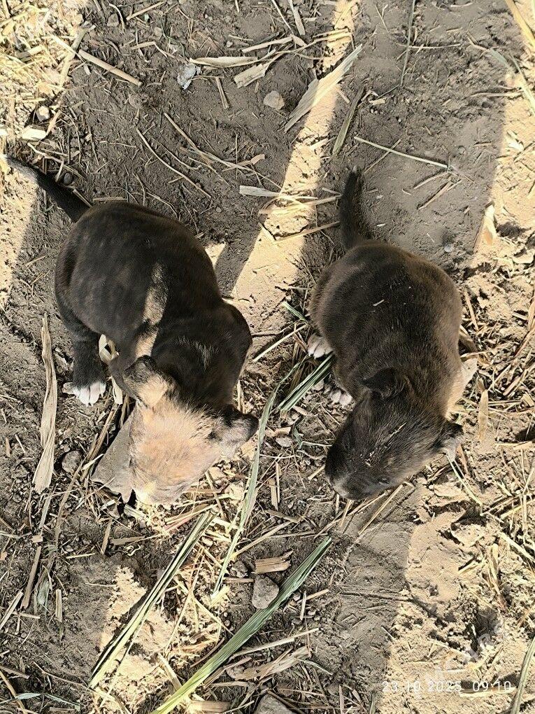 pitbul - Туркменабат - img 5