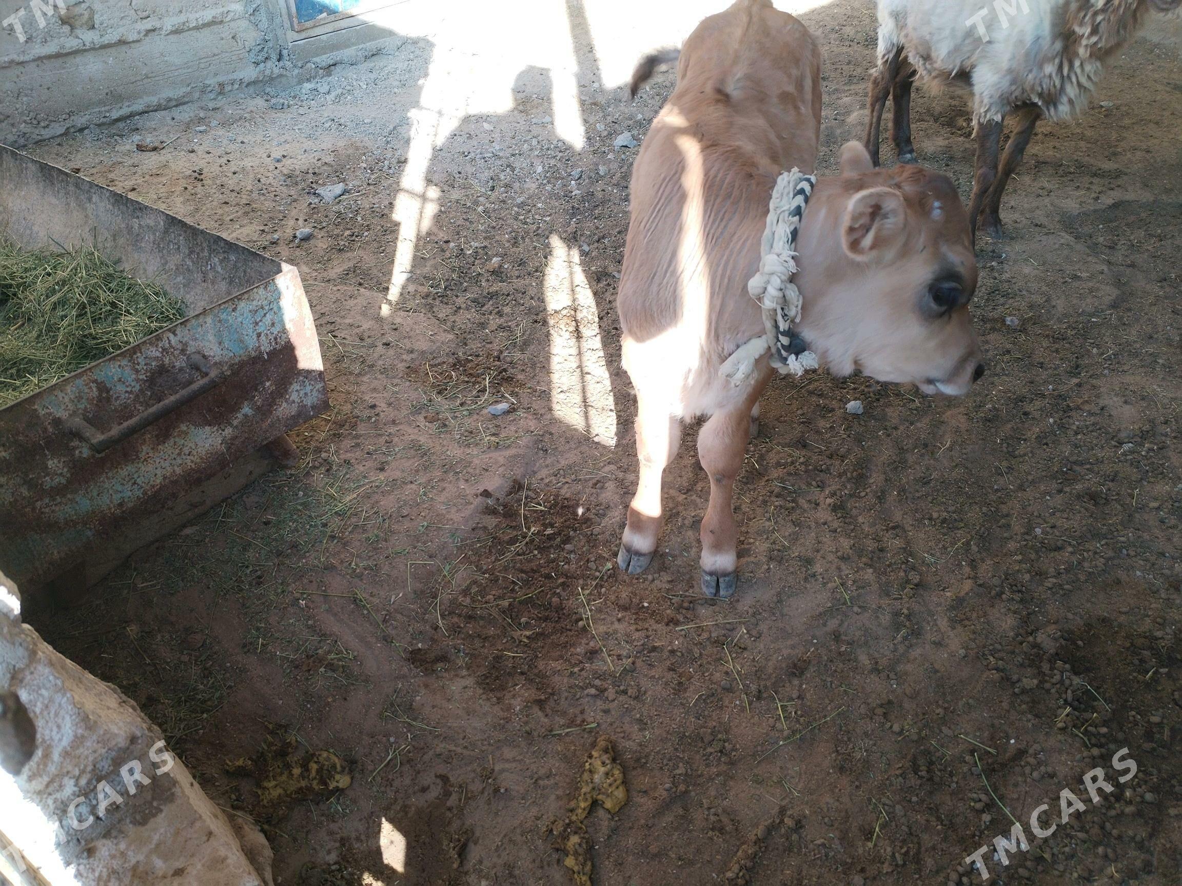 Göleli sygyr - Gumdag - img 7