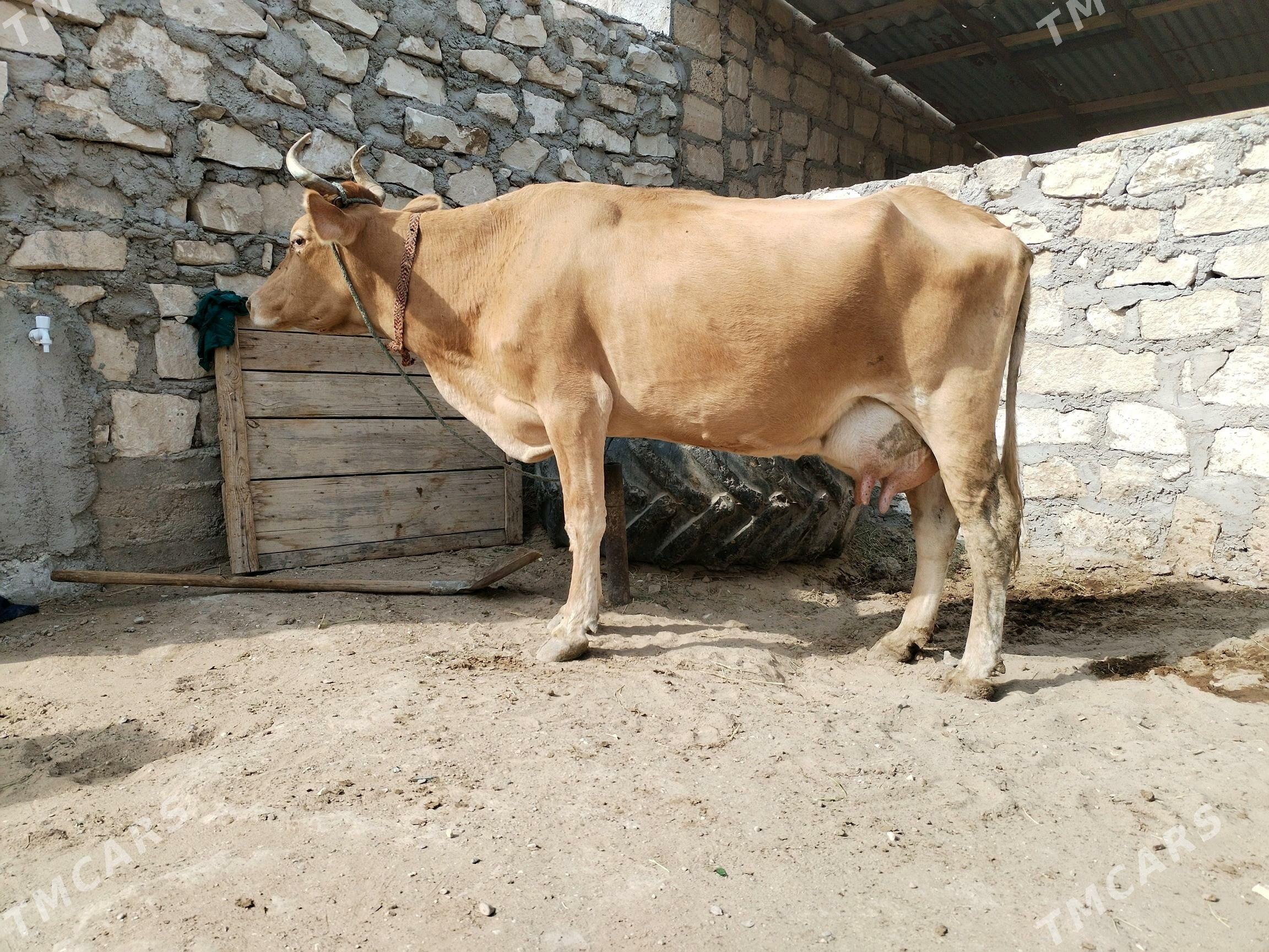 Göleli sygyr - Gumdag - img 4