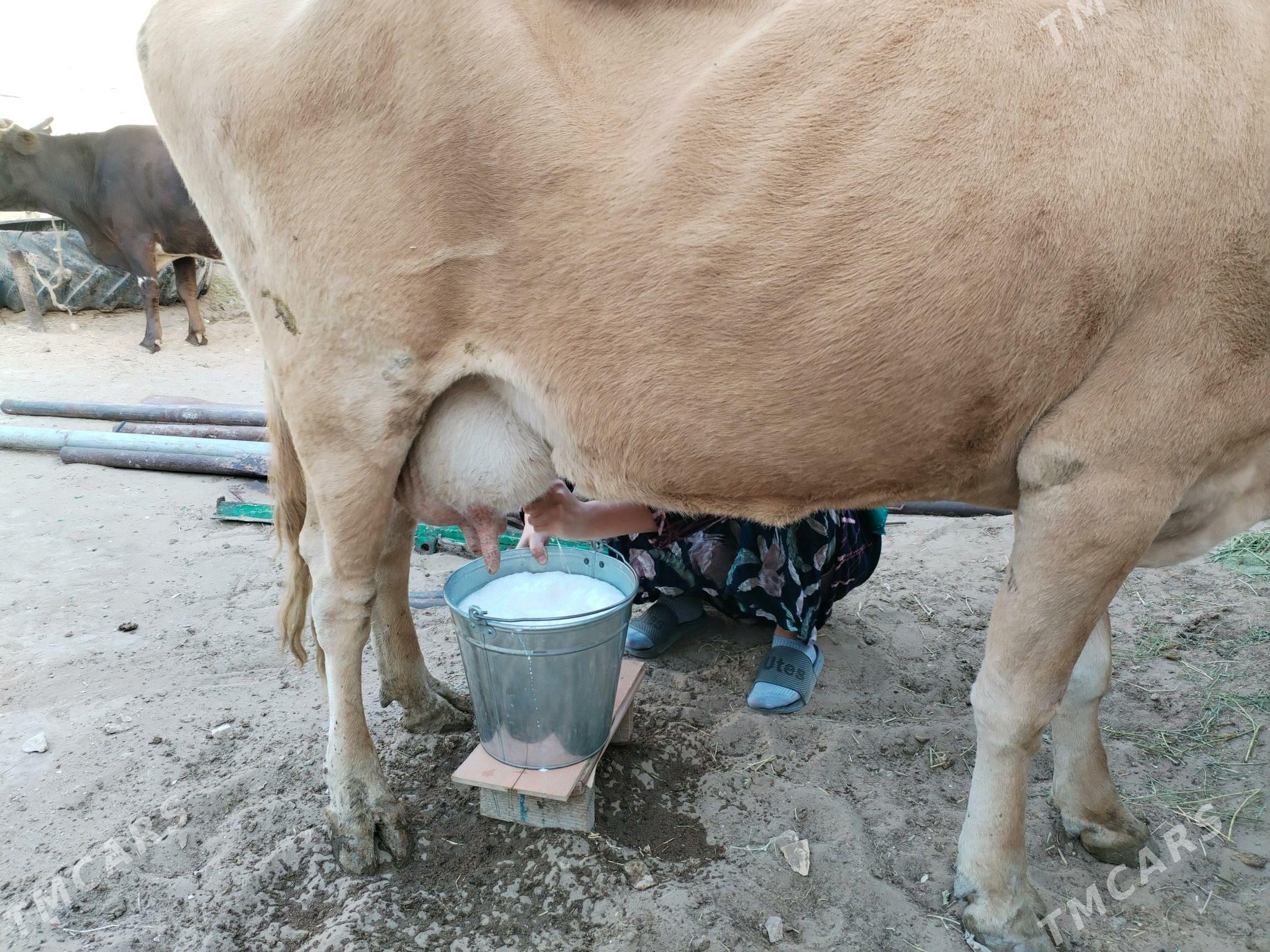 Göleli sygyr - Gumdag - img 5