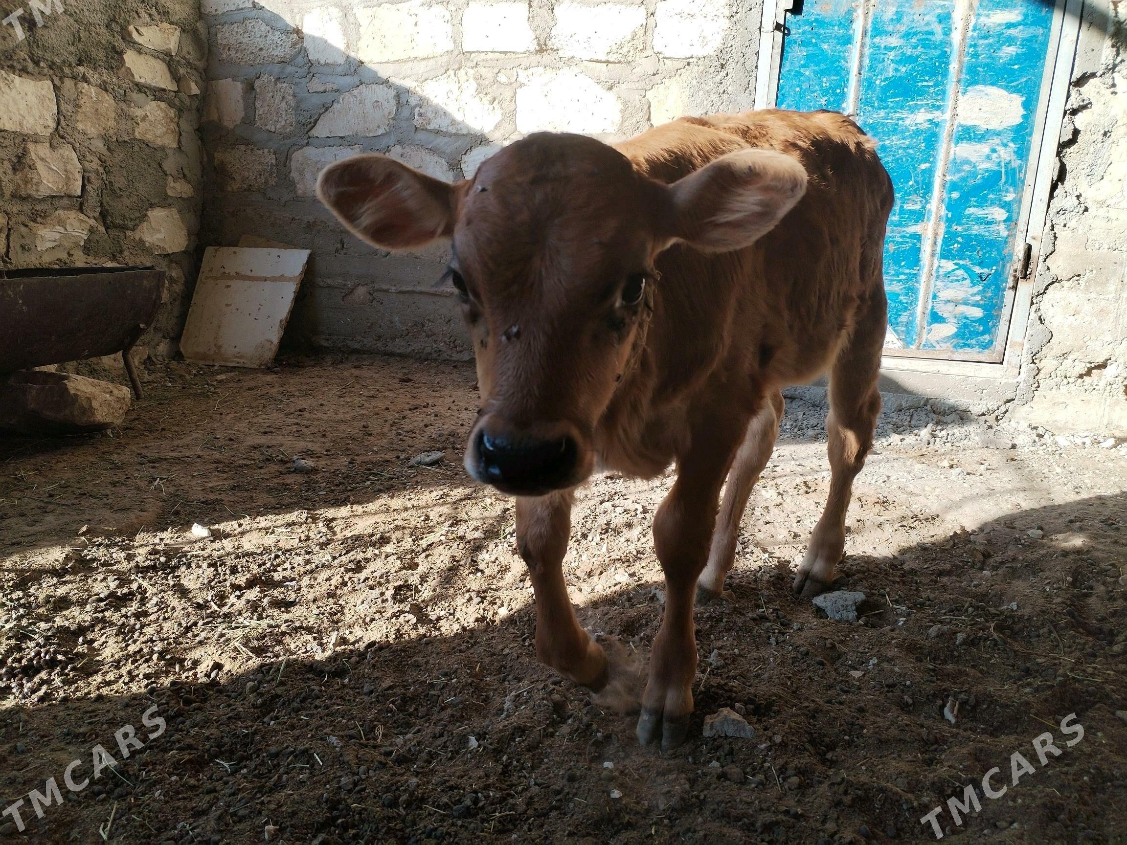 Göleli sygyr - Gumdag - img 3