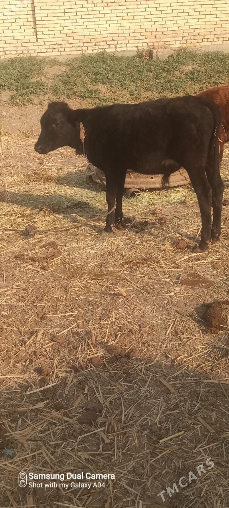 Öküzçe - Векильбазар - img 3