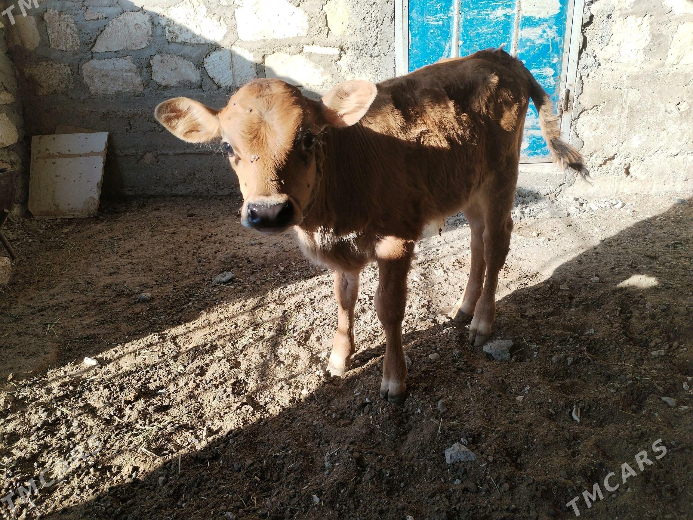 Göleli sygyr - Gumdag - img 6