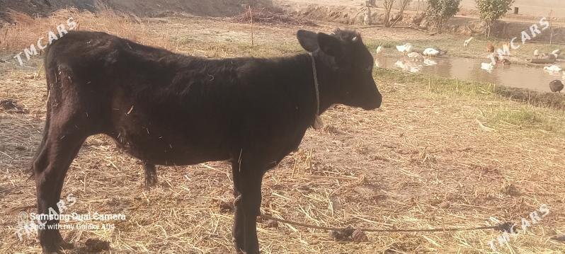 Öküzçe - Векильбазар - img 4