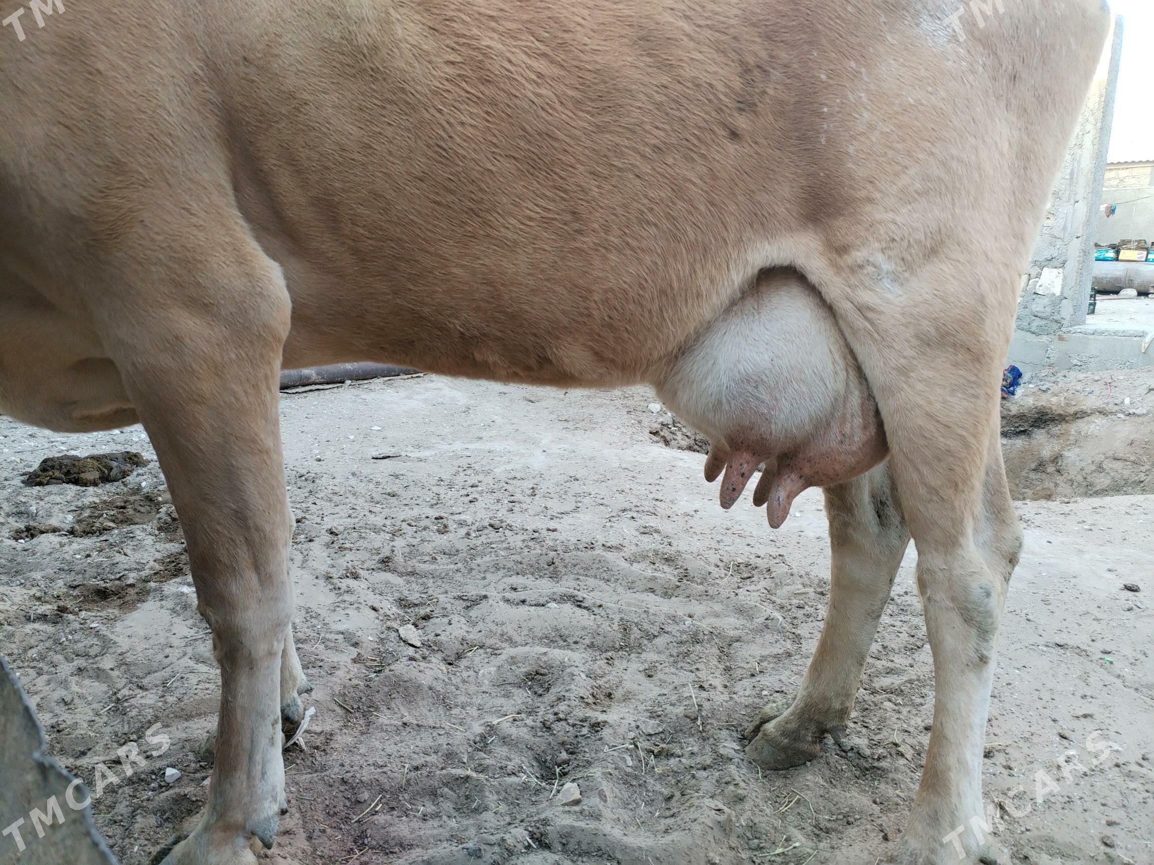 Göleli sygyr - Gumdag - img 2