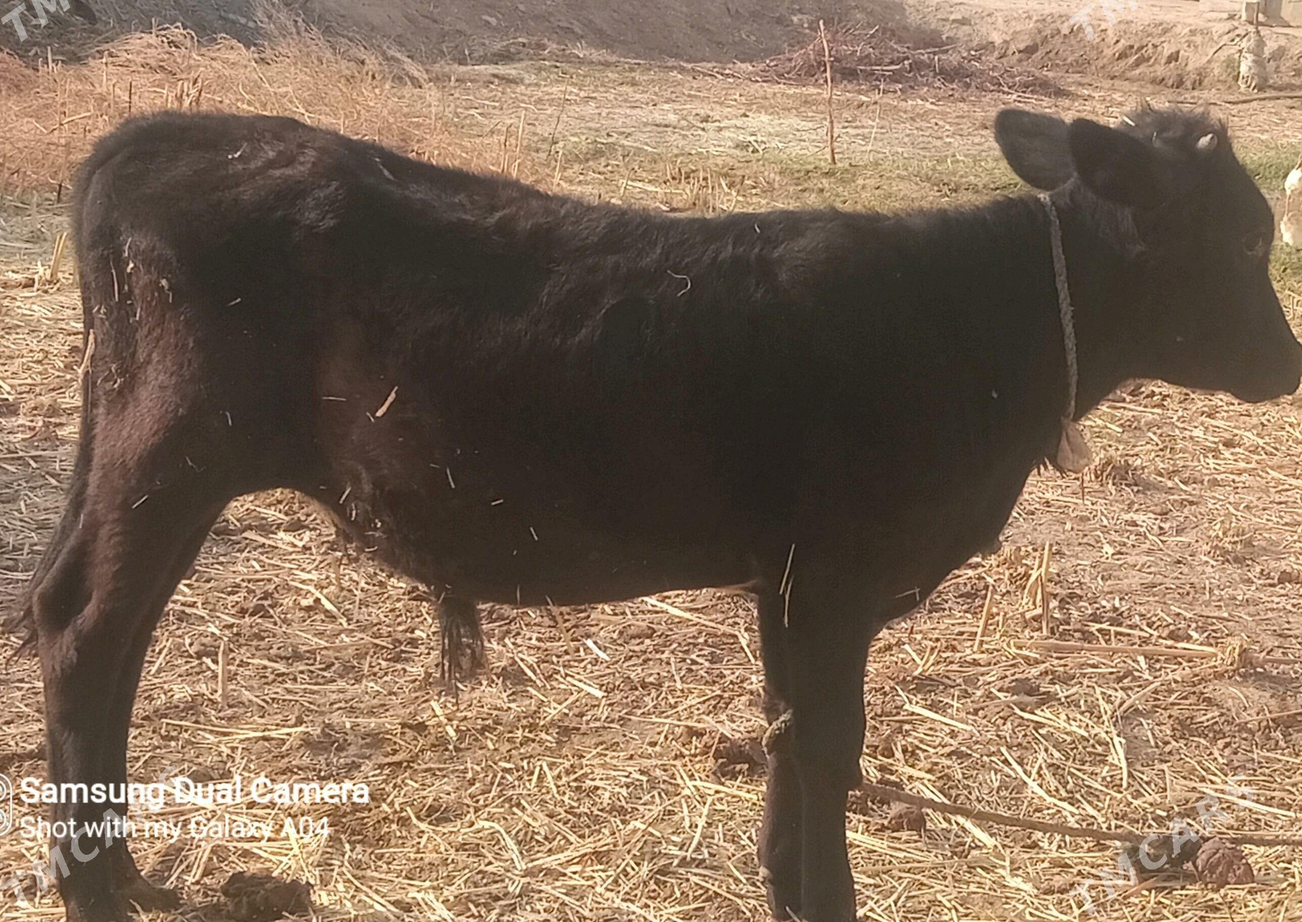 Öküzçe - Векильбазар - img 6