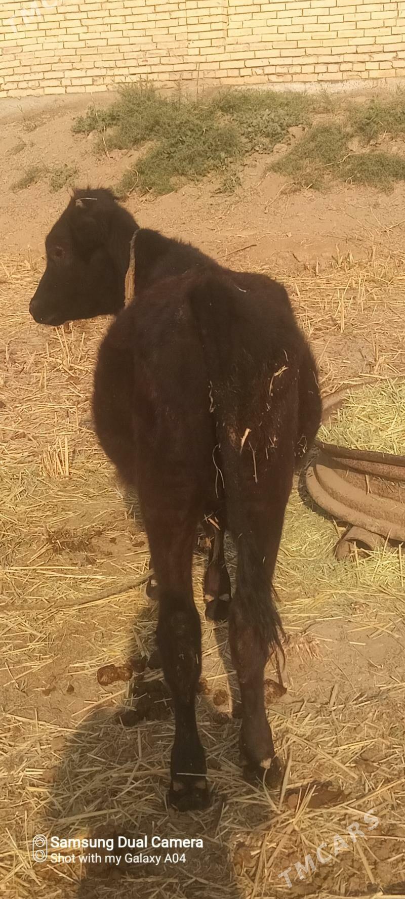 Öküzçe - Векильбазар - img 5