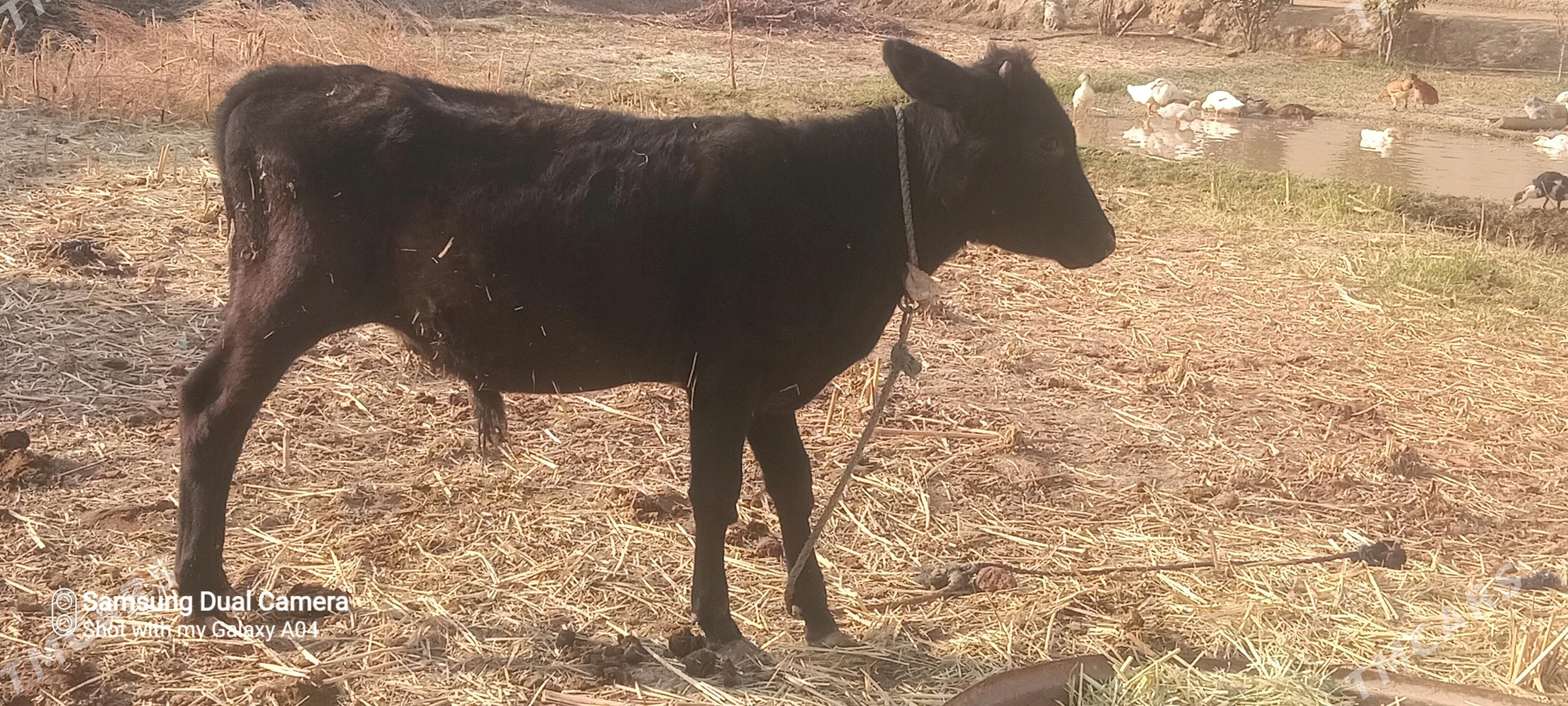 Öküzçe - Векильбазар - img 8