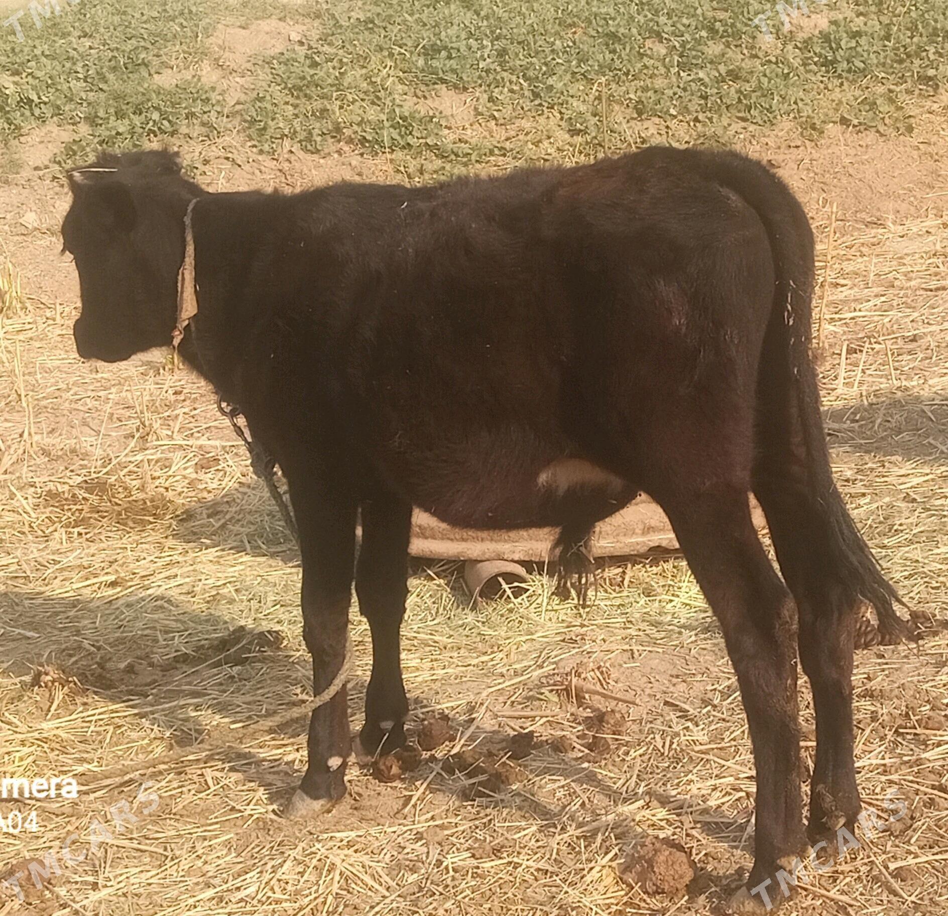 Öküzçe - Векильбазар - img 7