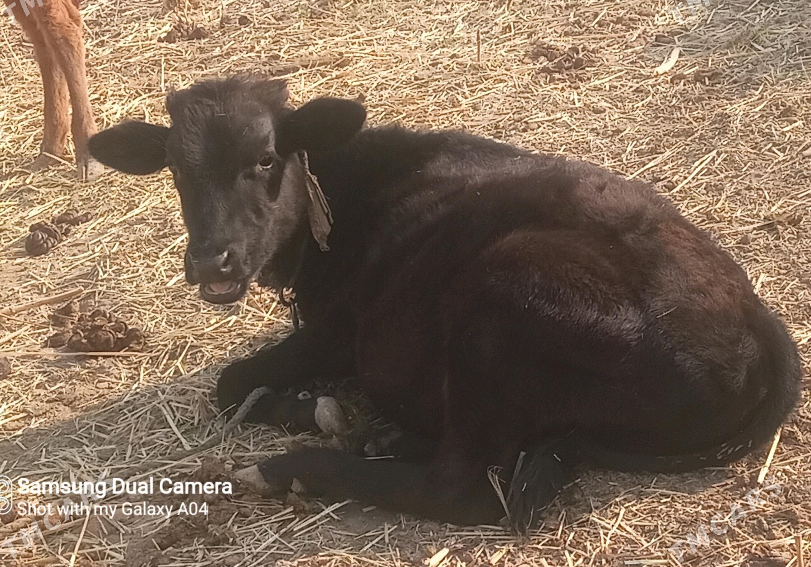 Öküzçe - Векильбазар - img 10