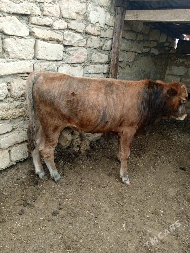 okuzce - Туркменбаши - img 4