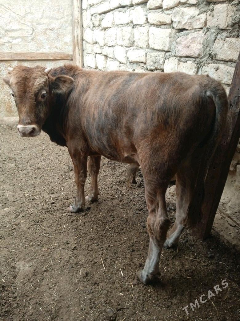 okuzce - Туркменбаши - img 2