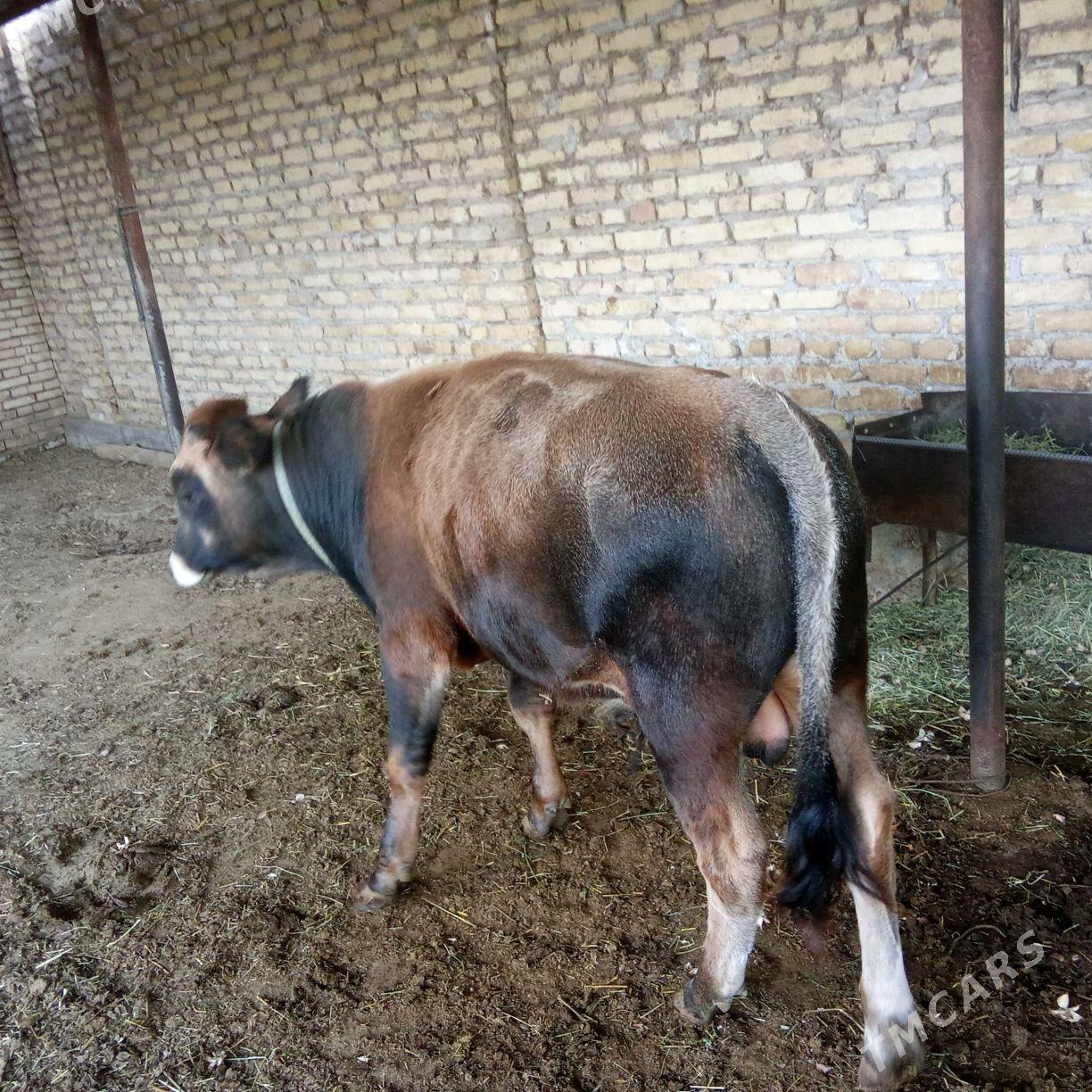 okuz - Туркменгала - img 1