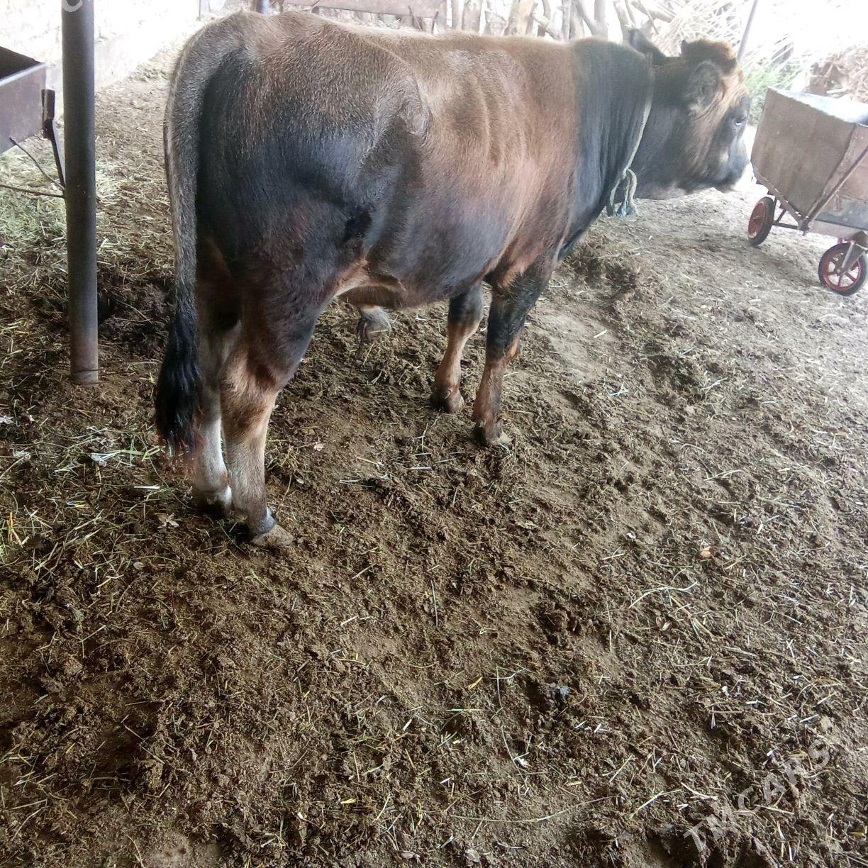 okuz - Туркменгала - img 2