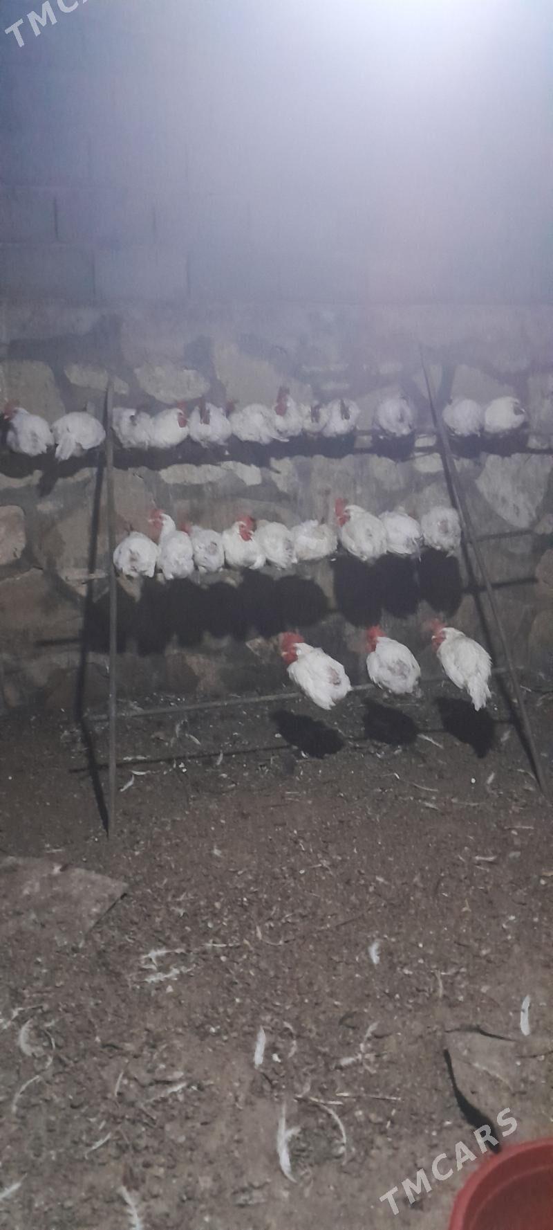 Horaz - Gyzylarbat - img 2