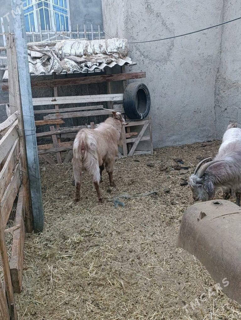 TEKE - Bagyr - img 2