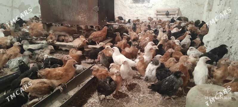 Jüje - Sakarçäge - img 1