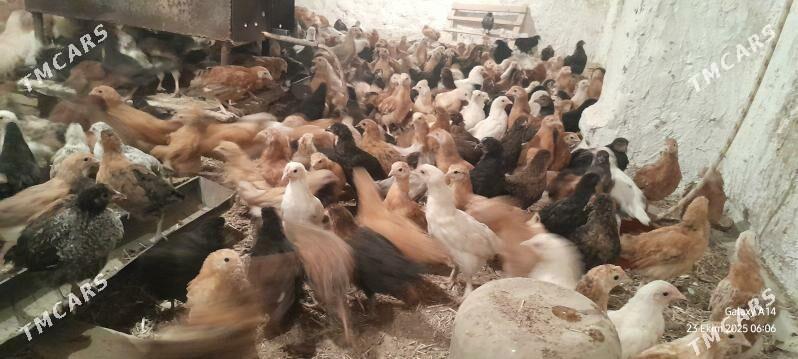 Jüje - Sakarçäge - img 2