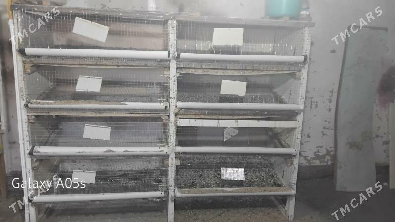 bedene kletke - Baýramaly - img 1