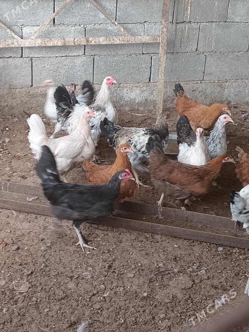 towuk - Gökdepe - img 3