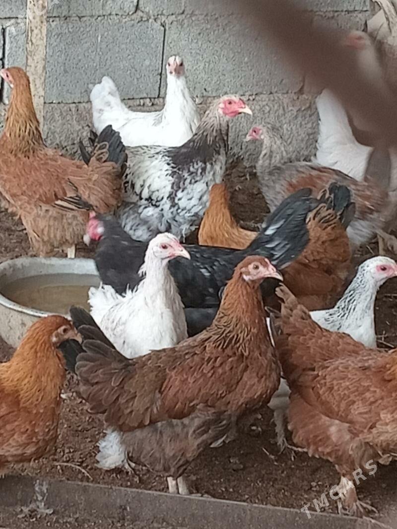 towuk - Gökdepe - img 2