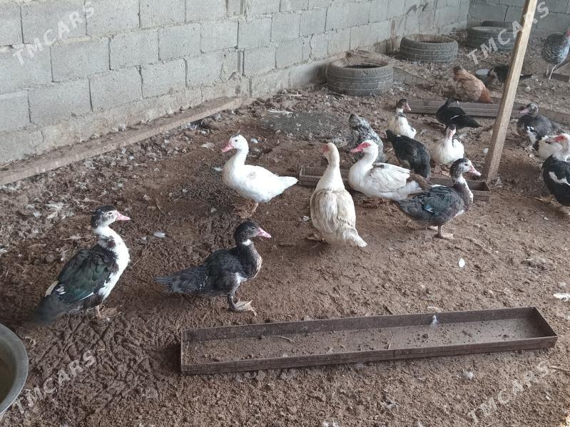 indavutga - Gökdepe - img 2