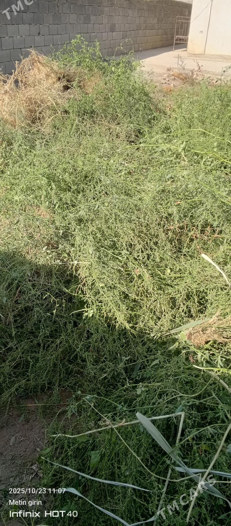 mal oty - Бахарден - img 1