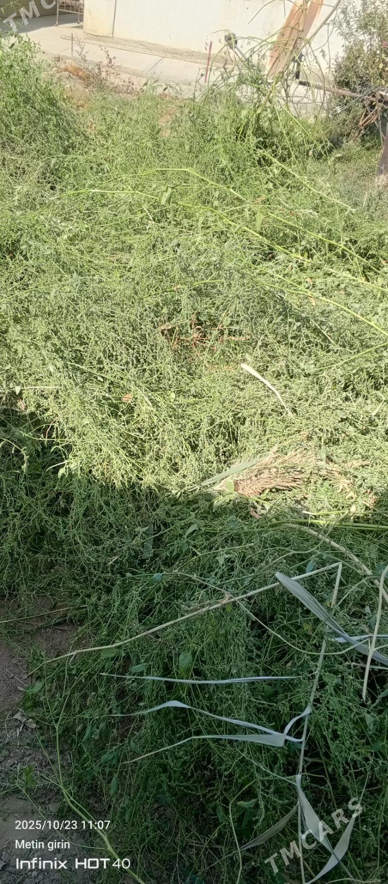 mal oty - Бахарден - img 2